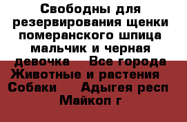 Свободны для резервирования щенки померанского шпица мальчик и черная девочка  - Все города Животные и растения » Собаки   . Адыгея респ.,Майкоп г.